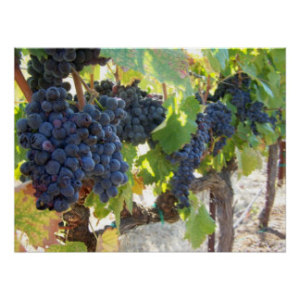 On the program, graduates will visit wineries and Pernod Ricard head offices as part of a two-year placement in key international markets or wineries.